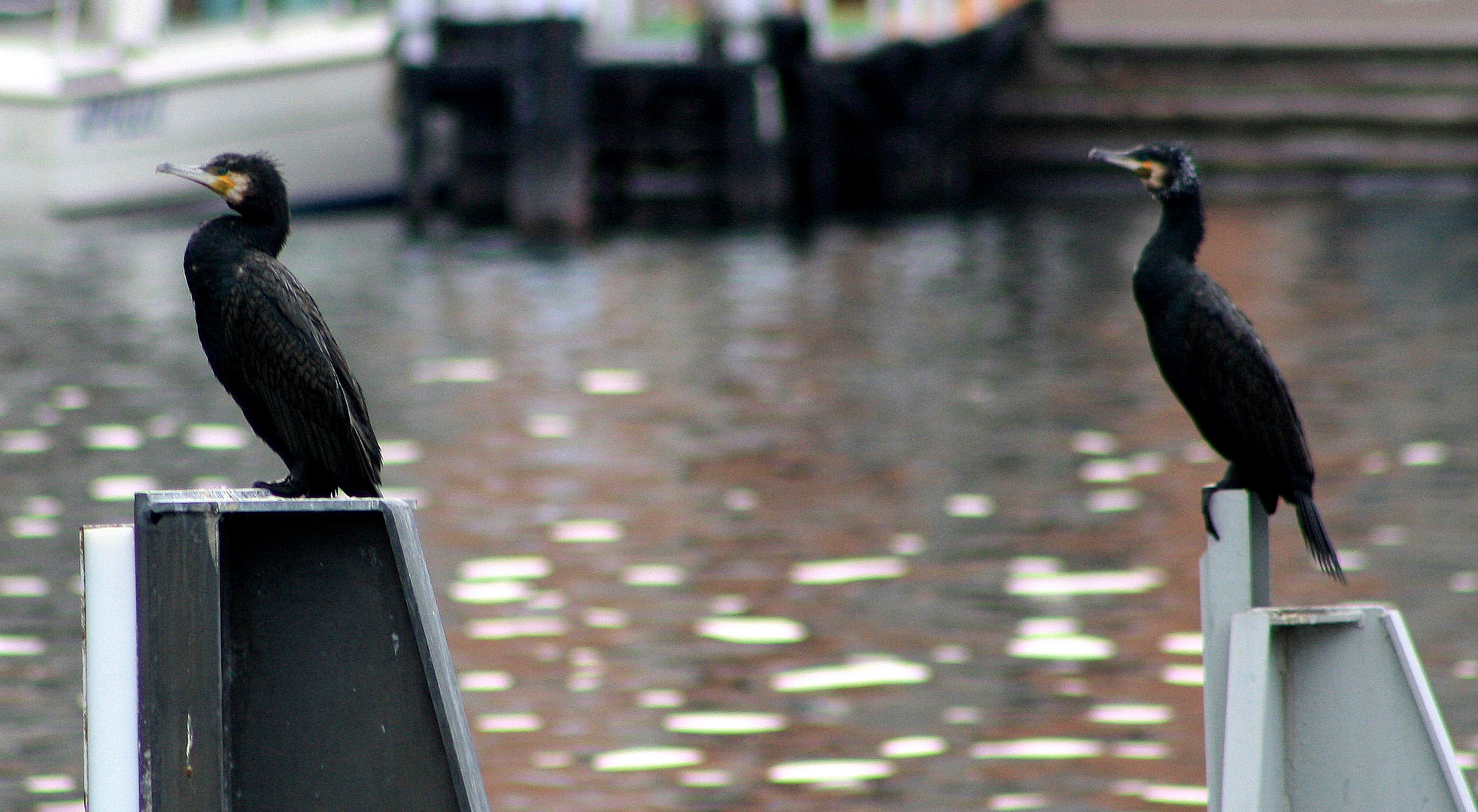 cormorani in attesa