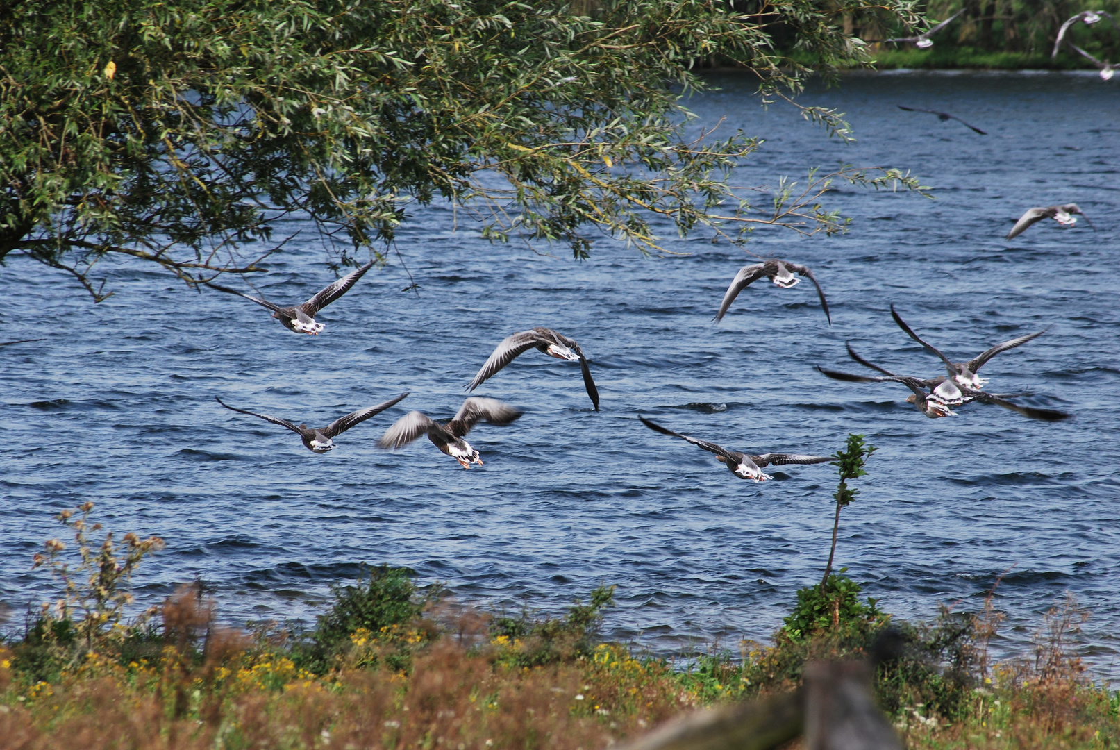 Cormorani in volo