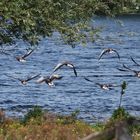 Cormorani in volo