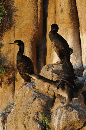 Cormorani nel nido, adulti e giovani - Phalacrocorax carbo sinensis Blumenbach - Sardegna