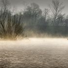 Cormorani nella nebbia 2