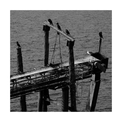 Cormorani sui ruderi