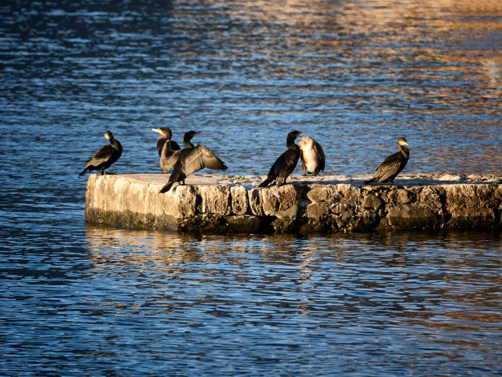 Cormorani sul molo