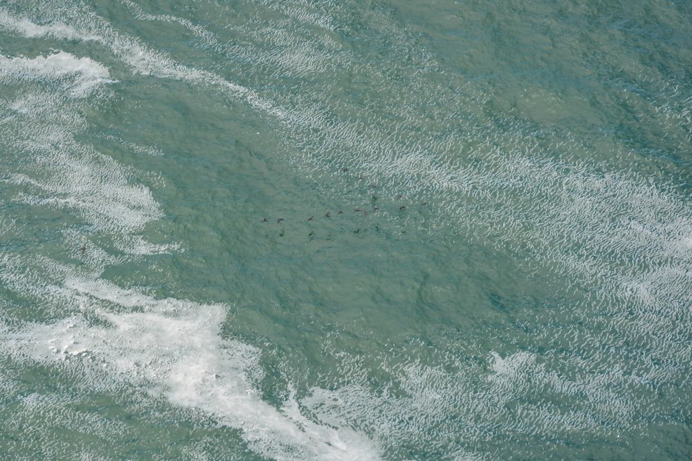 Cormorani sule onde oceaniche al Capo di Buona Speranza