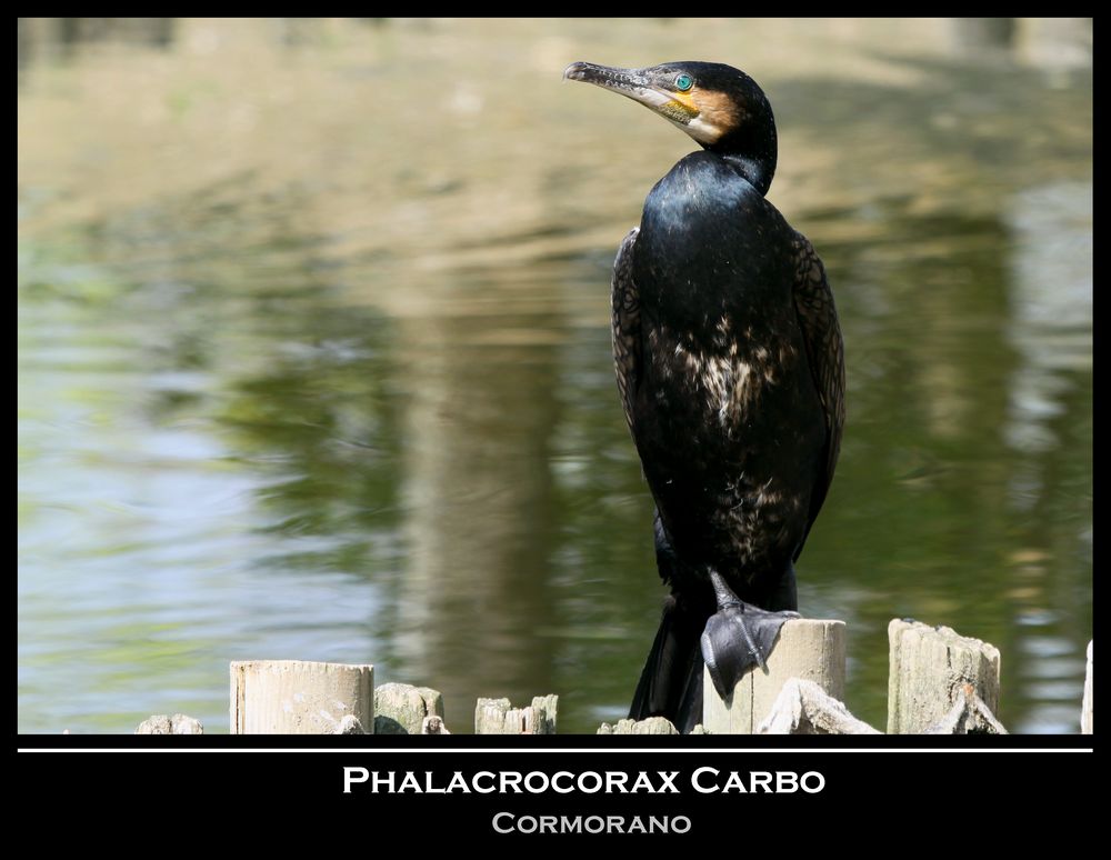 Cormorano