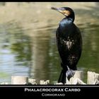 Cormorano