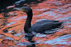 Cormorano.