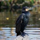 Cormorano