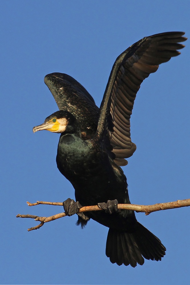 Cormorano