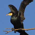 Cormorano