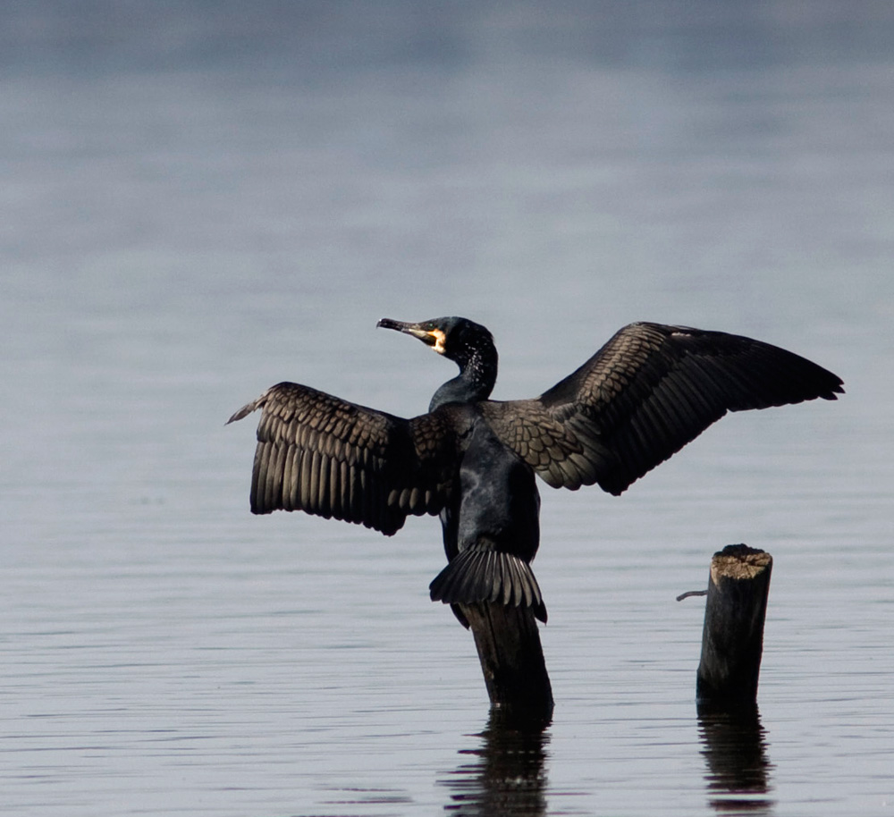 Cormorano