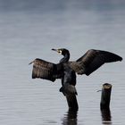 Cormorano