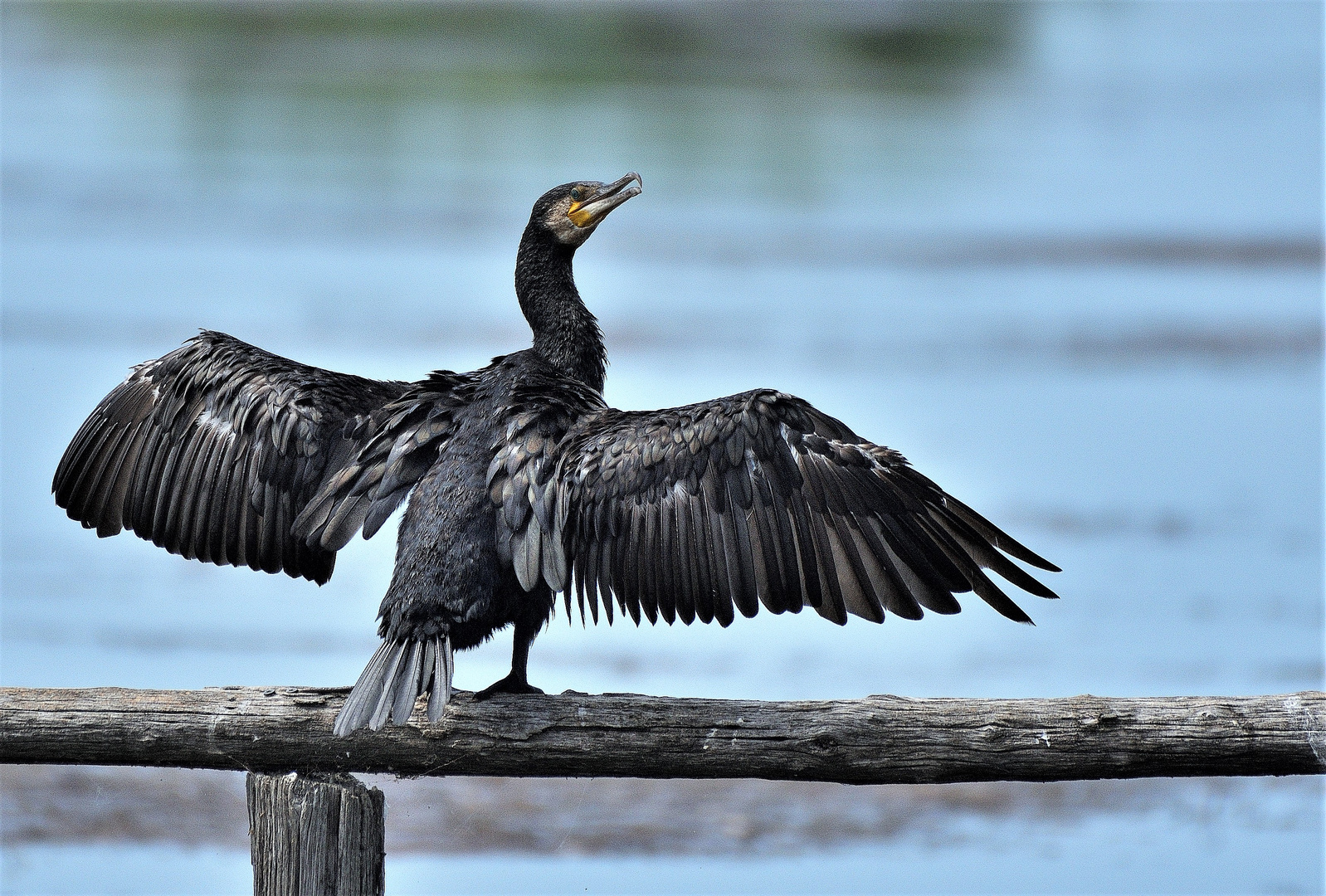 Cormorano