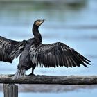 Cormorano