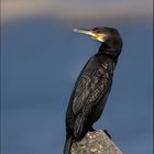 - cormorano -