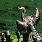 Cormorano