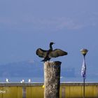 Cormorano