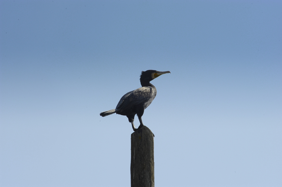 cormorano