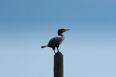 cormorano