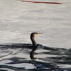 cormorano