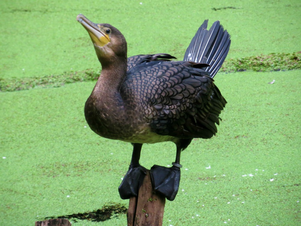 Cormorano