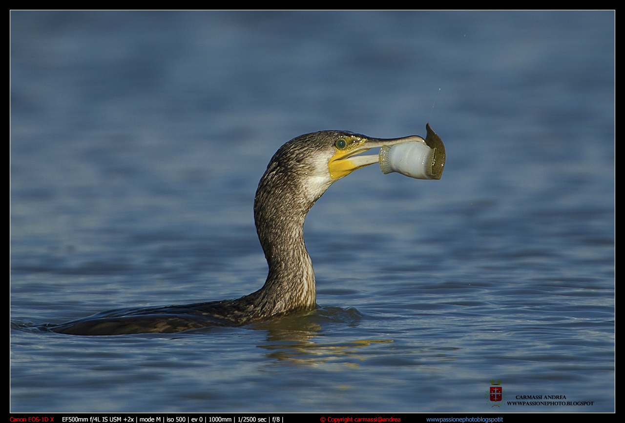 cormorano