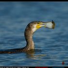 cormorano