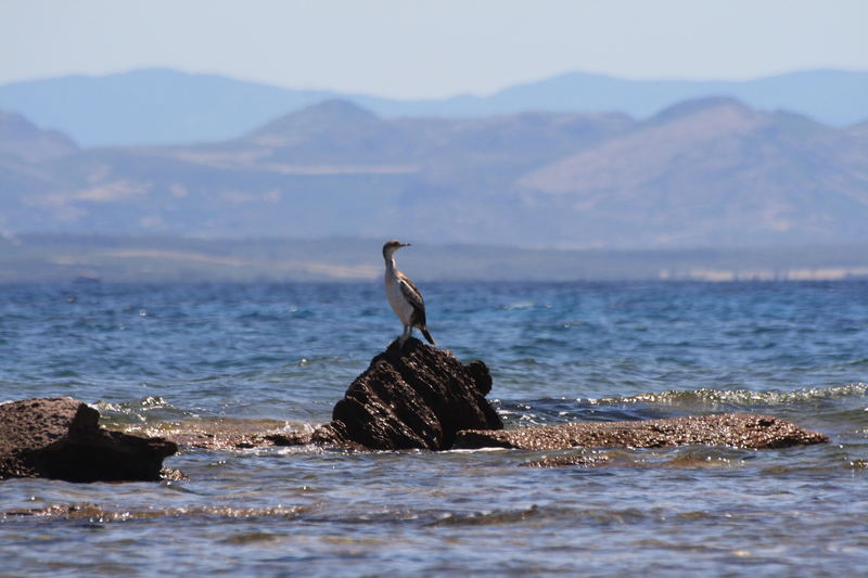 cormorano