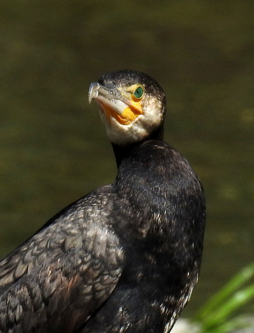 Cormorano