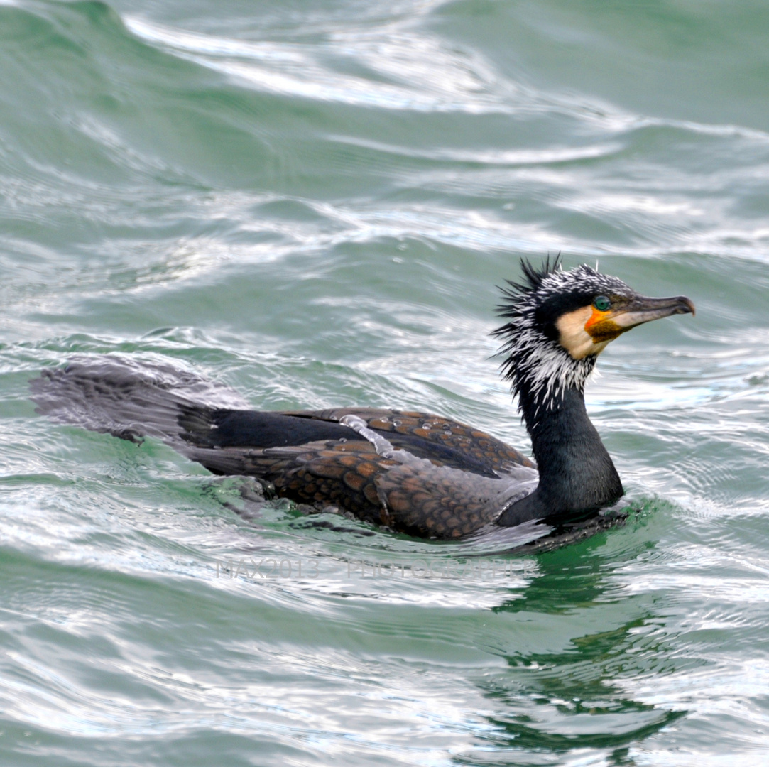 Cormorano