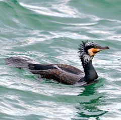 Cormorano