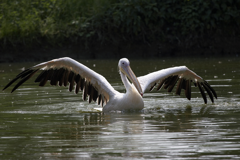 cormorano