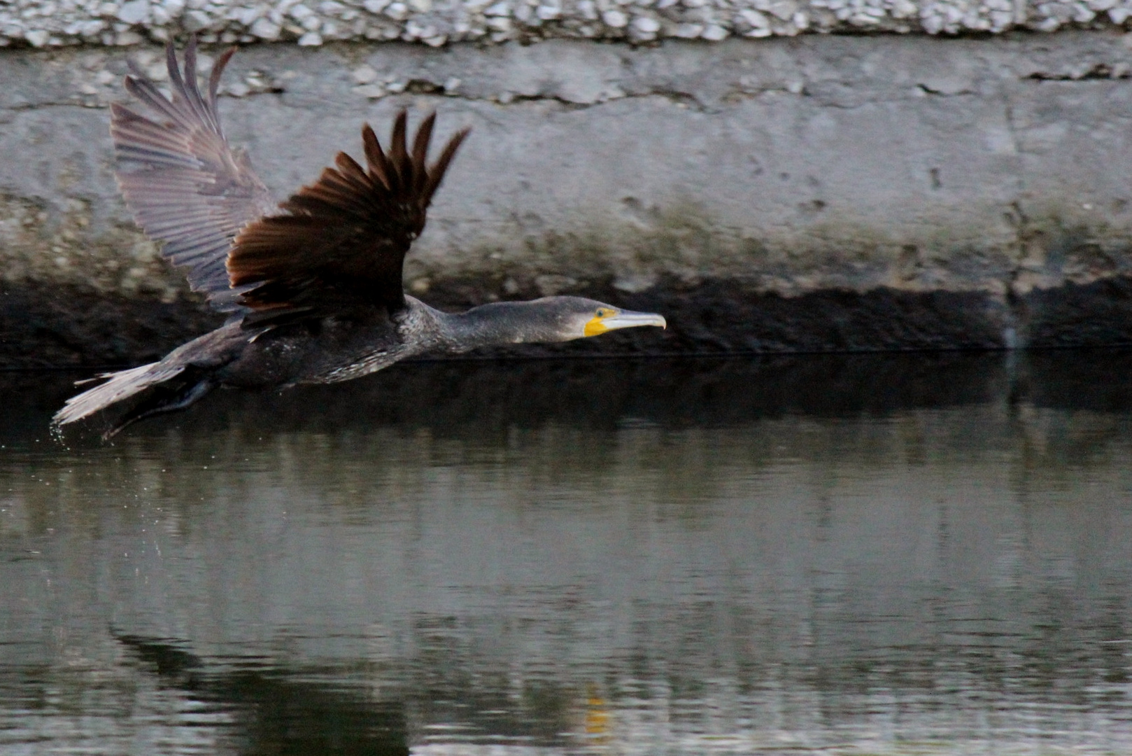 cormorano