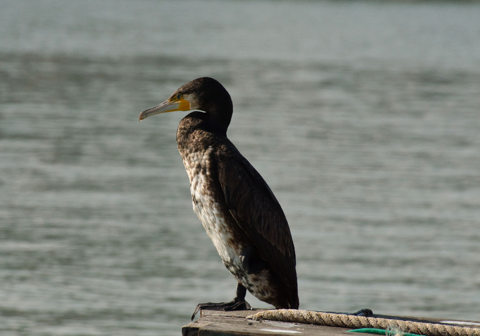 Cormorano