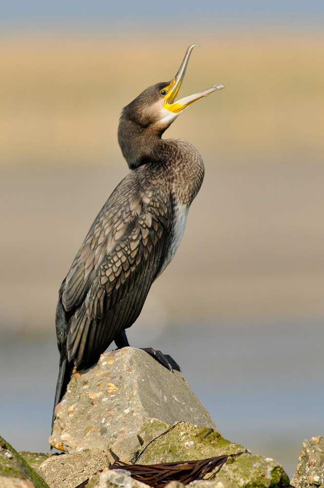 Cormorano