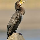 Cormorano