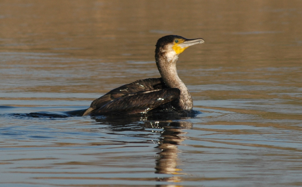 Cormorano