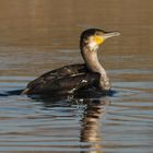 Cormorano