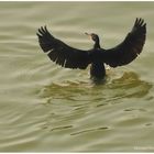 Cormorano