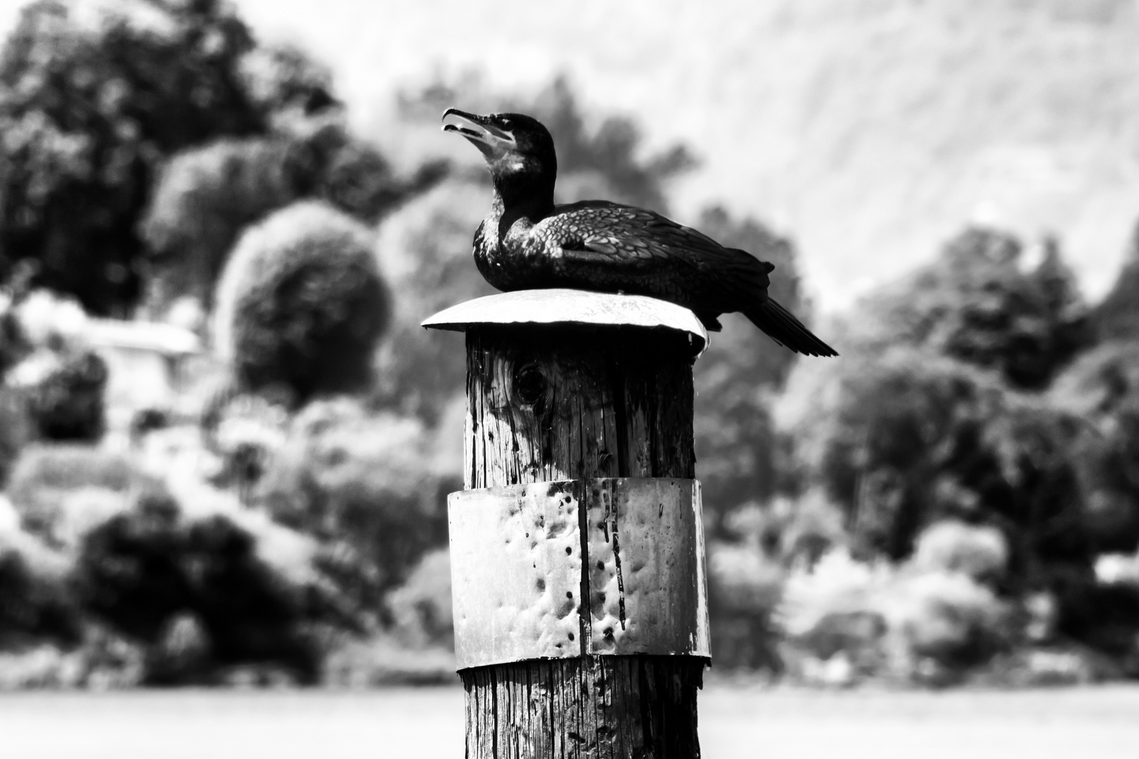 Cormorano