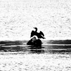 Cormorano