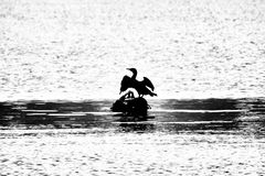 Cormorano