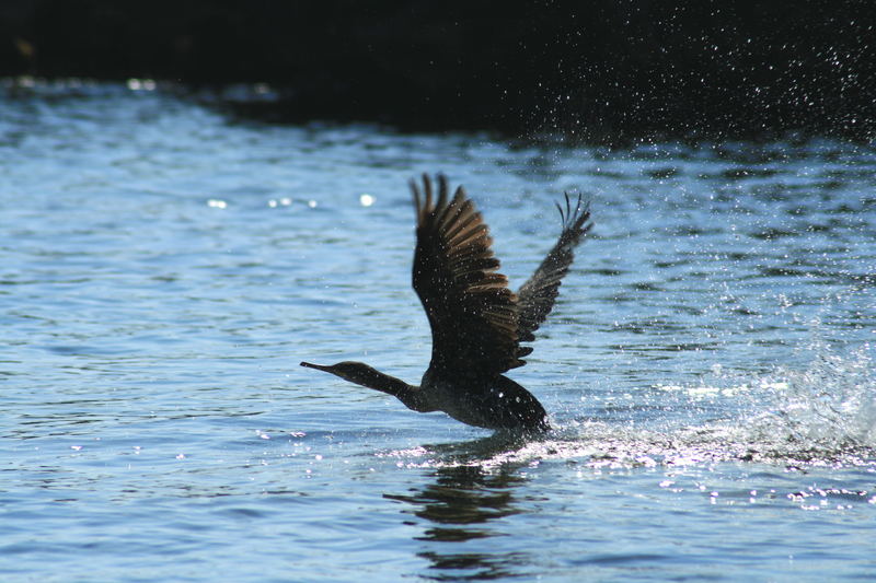 cormorano