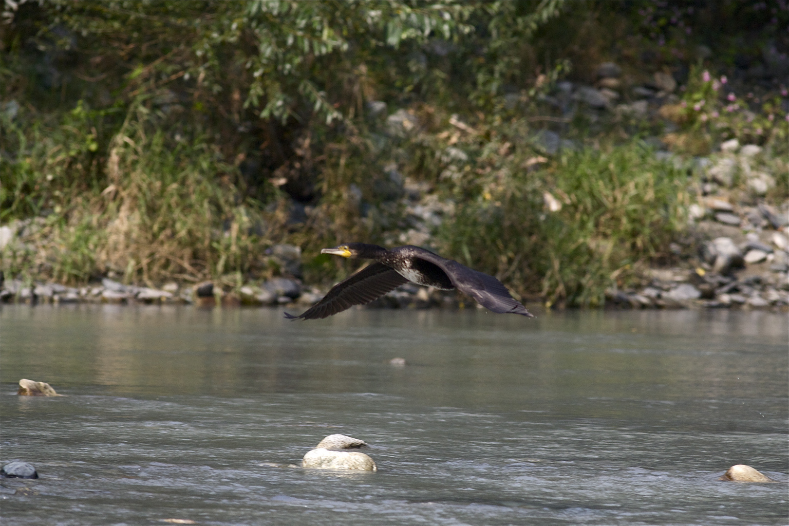 CORMORANO