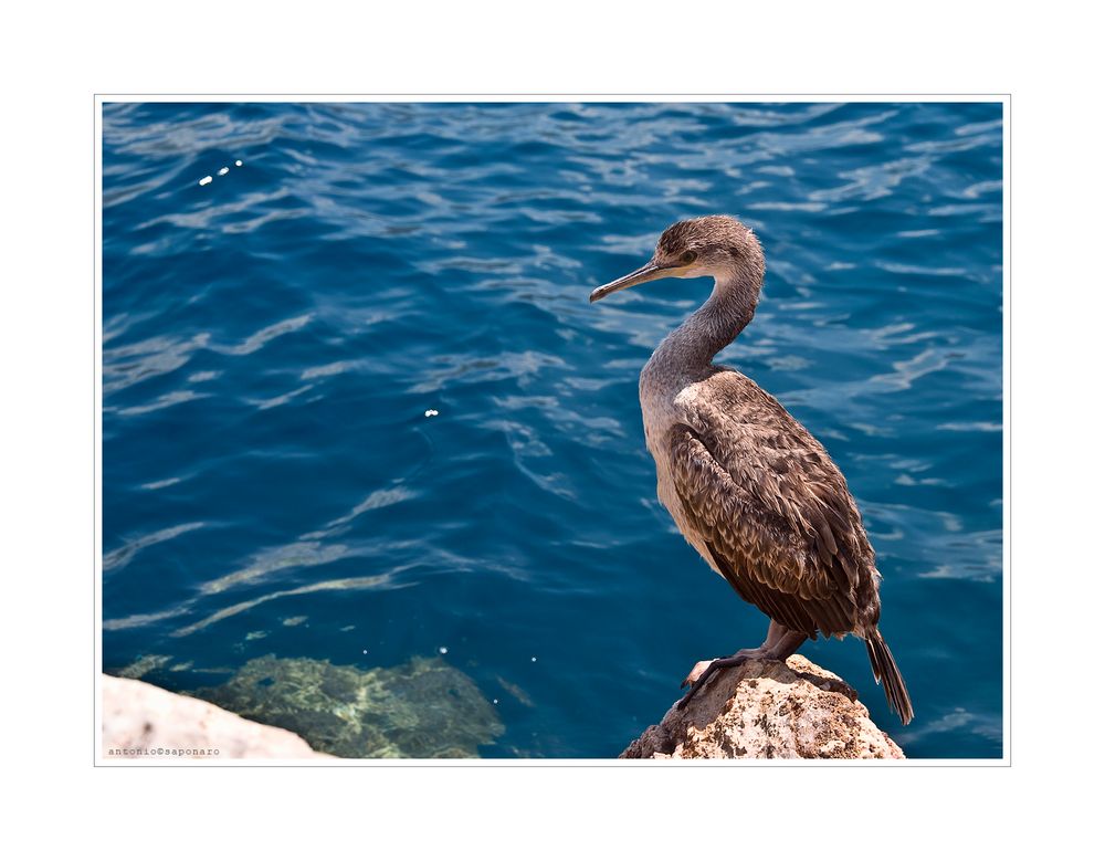 Cormorano