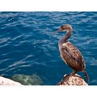 Cormorano