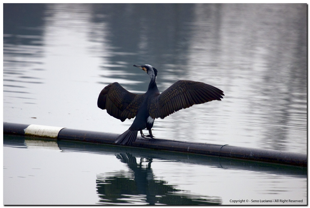 Cormorano