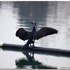 Cormorano