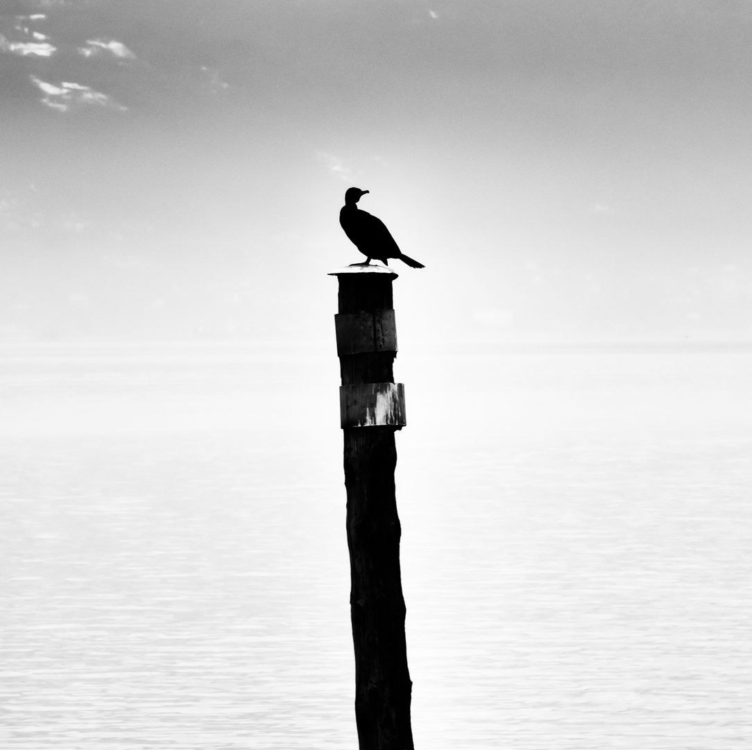 Cormorano