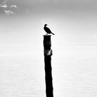 Cormorano